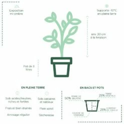 Théier Camellia Sinensis ThéOjardin ® -Garden Supplies Sales Shop th ier th ojardin plantation