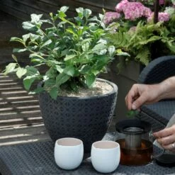 Théier Camellia Sinensis ThéOjardin ® -Garden Supplies Sales Shop th ier th ojardin ambiance terrasse 220607 017 carr