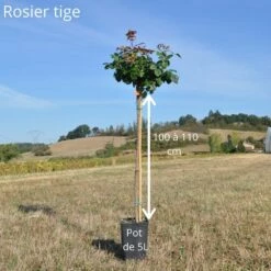 Rosier Tige ANDRE LE NOTRE ® Meiceppus -Garden Supplies Sales Shop tige 100 110cm grandes fleurs 1