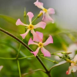 Jasmin étoilé Ou Trachelospermum Asiaticum PINK SHOWERS ® -Garden Supplies Sales Shop trachelospermum pink showers p pini res travers 5 1000
