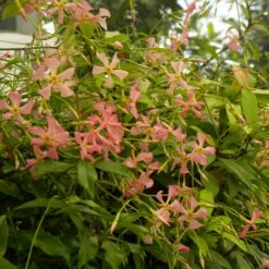 Jasmin étoilé Ou Trachelospermum Asiaticum PINK SHOWERS ® -Garden Supplies Sales Shop trachelospermum pink showers p pini res travers 6 1000