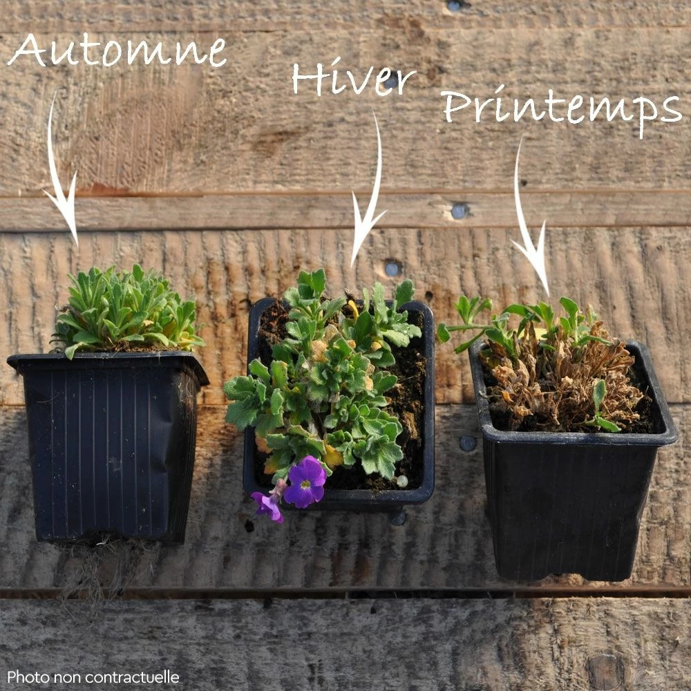 Collection De 12 Aubriètes 4 Collection De 12 Aubriètes - Image 2